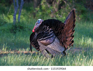 Strutting Images, Stock Photos & Vectors | Shutterstock