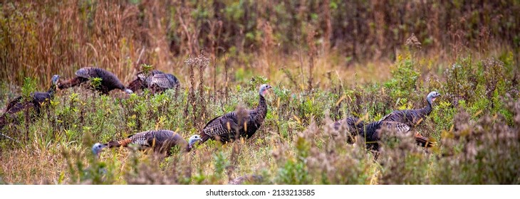Eastern wild turkeys (Meleagris gallopavo) in early fall in central Wisconsin, panorama - Shutterstock ID 2133213585