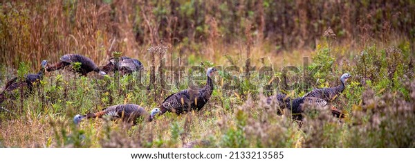 Eastern wild turkeys (Meleagris\
gallopavo) in early fall in central Wisconsin,\
panorama