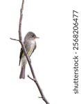 An eastern wood pewee