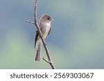 An eastern wood pewee