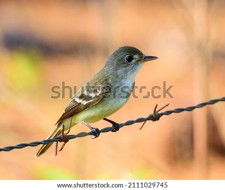 Eastern Wood-Pewee on a Barbed-Wire Fence