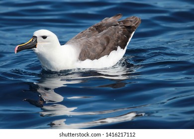 Eastern Yellow Nosed Albatross In Australia