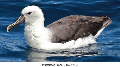 Eastern Yellow Nosed Albatross In Australia