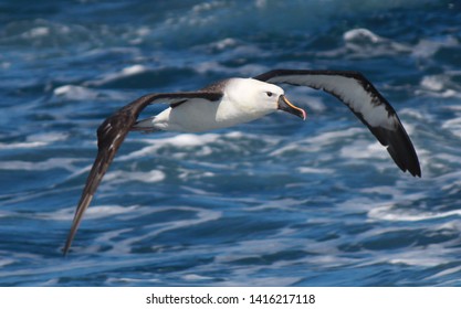 Eastern Yellow Nosed Albatross In Australia