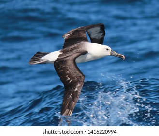 Eastern Yellow Nosed Albatross In Australia