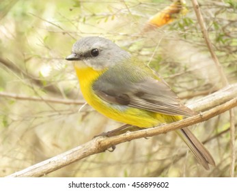 Eastern Yellow Robin (Eopsaltria australis) 