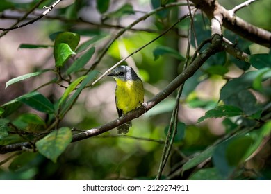 727 Eastern robin Images, Stock Photos & Vectors | Shutterstock