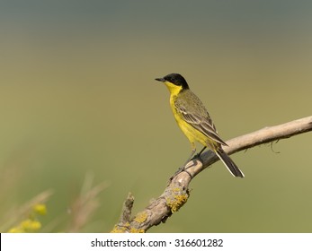 Eastern Yellow Wagtail