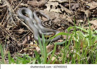 37 Eastern yellow bellied racer Images, Stock Photos & Vectors ...