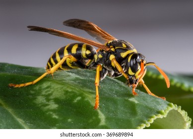 An Eastern Yellowjacket on a Leaf