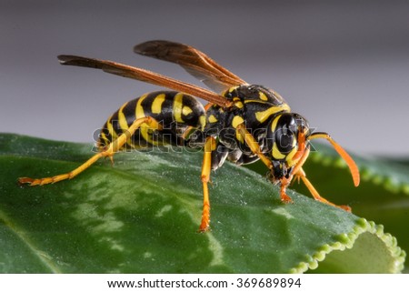 An Eastern Yellowjacket on a Leaf