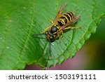 An Eastern Yellowjacket is resting on a green leaf. Taylor Creek Park, Toronto, Ontario, Canada.
