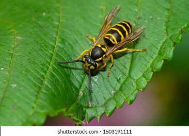 An Eastern Yellowjacket is resting on a green leaf. Taylor Creek Park, Toronto, Ontario, Canada.