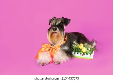 ミニチュアシュナウザー イラスト Stock Photos Images Photography Shutterstock