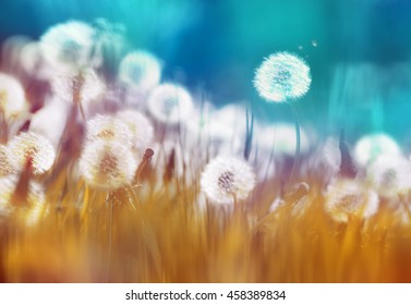 たんぽぽ イラスト 背景 Stock Photos Images Photography Shutterstock