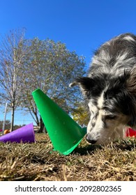 Easy At Home Dog Enrichment Scent Work Brain Game Hiding Food Under Cones For Dogs To Use Sense Of Smell To Find 