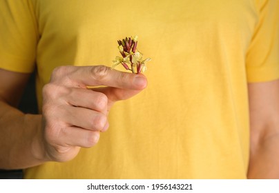Eatable flowers of rucola (eruca sativa) in male hands. Arugula Blossoms - Shutterstock ID 1956143221
