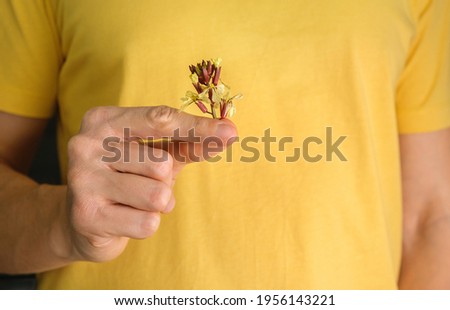 Eatable flowers of rucola (eruca sativa) in male hands. Arugula Blossoms