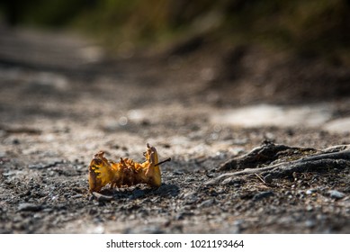 Eaten Apple Core On Road 