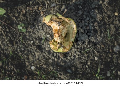 Eaten Apple On The Ground