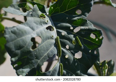 Eaten leaf of broccoli by Cabbage white butterfly larva, caterpillar pest. Pieris rapae larva. Brassica plant pest. 