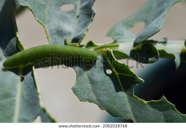 Eaten\
leaf of broccoli by Cabbage white butterfly larva, caterpillar\
pest. Pieris rapae larva. Brassica plant pest.\
