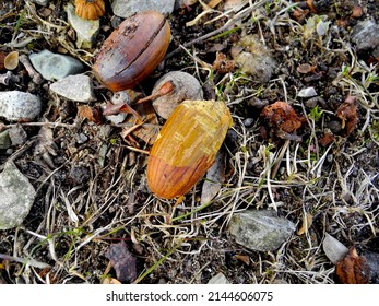 Eaten Nuts, food of small wildlife in the forest. Urban food. Nuts. Acorns. Chewed on. Acorns and Fallen Nuts, Nature Macro Photography. Wildlife has been chewing on the acorns. Small debris leftover 