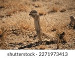 eating african ground squirrel, Namibia 