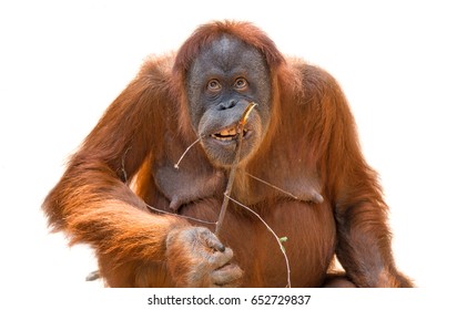 Eating Asian Orangutan Isolated At White Background, Adult