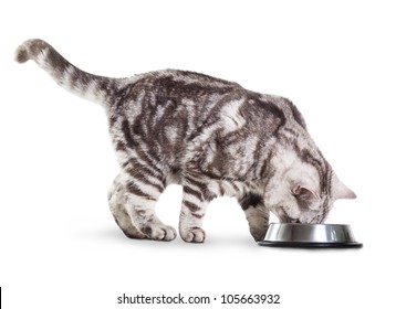 Eating Cat Isolated