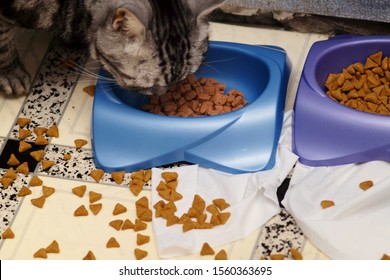 Eating Cat And Mess Around It Food Bowl, Indoor Close-up