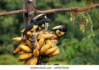 Eating Collared Aracari Costa Rica Stock Photo (Edit Now) 1290370246