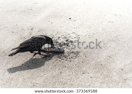 Similar – Image, Stock Photo dark duck Animal 1 Black