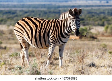 Eating Grass - Burchell's Zebra Is A Southern Subspecies Of The Plains Zebra. It Is Named After The British Explorer And Naturalist William John Burchell.