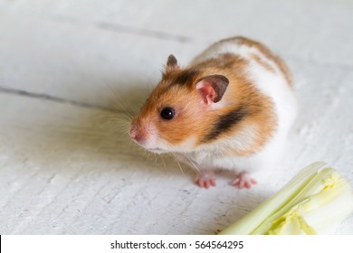 Eating hamster on white boards