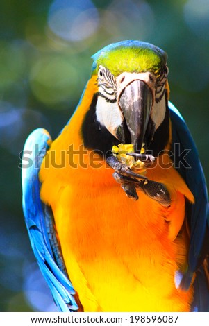Eating Macaw