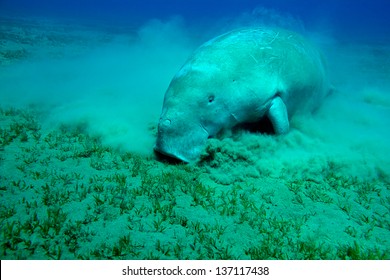 Eating Manatee