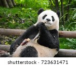 Eating Panda in Research Center, China