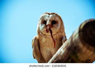 Peaceful Owl