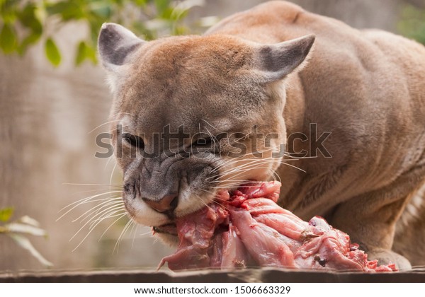 puma eating