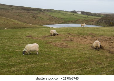 Eating Sheep, Rathlin Island