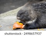 Eating white-tailed porcupine. Close-up of animal eating. Hystrix indica. Indian crested porcupine.	