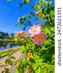 eautiful pink flowers in full bloom by the riverside on a sunny day, set against a clear blue sky. This vibrant photograph captures the essence of nature in urban settings