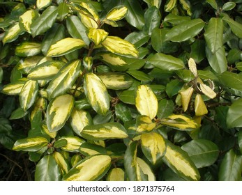 Ebbing's Silverberry' Limelight' (Elaeagnus x ebbingei)