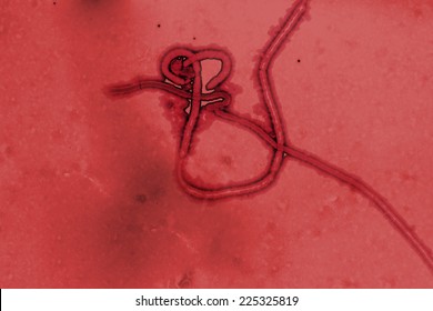 Ebola virus - Artistic representation of a photomicrograph of an Ebola virus virion in human blood
