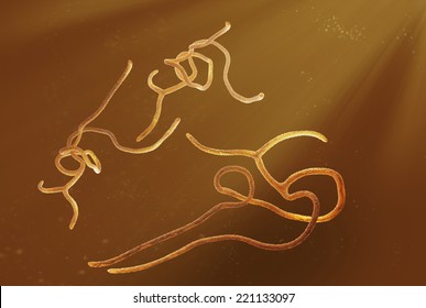 Ebola Virus (EBOV, Formerly Designated Zaire Ebolavirus)