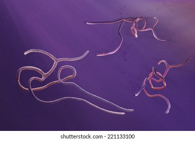 Ebola Virus (EBOV, Formerly Designated Zaire Ebolavirus)