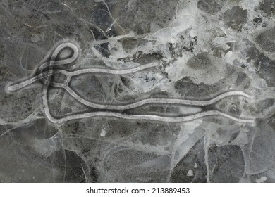 Ebola Virus Seen Under A Microscope With Epidemic Sign