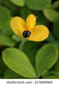 Ebony Bug Family Plataspidae On A Yellow Flower